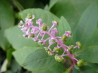 EV}S{E Phytolacca americana