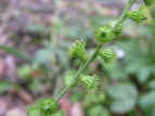 L~YqL Agrimonia pilosa var. japonica