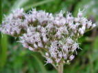 Tqh Eupatorium lindleyanum