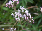 Tqh Eupatorium lindleyanum