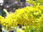 ZC^JA_`\E Solidago altissima