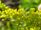 ZC^JA_`\E Solidago altissima