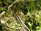 ALAJl Sympetrum frequens