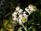 }nnR Anaphalis margaritacea