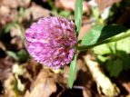 AJcNT Trifolium pratense