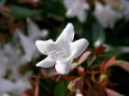 nicNolEcM Abelia grandiflora