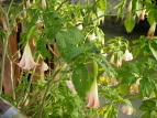 L_``EZATKI Datura suaveolens