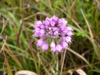 }bLE Allium thunbergii