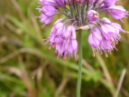 }bLE Allium thunbergii