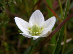 Eo`\E Parnassia palustris