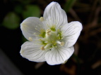 Eo`\E Parnassia palustris