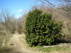 coL ucoL Camellia japonica