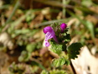 zgPmU@Lamium amplexicaule