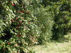 coL Camellia japonica