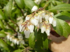 AZr Pieris japonica