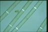 Spirogyra