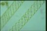 Spirogyra