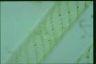 Spirogyra