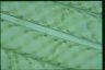 Spirogyra