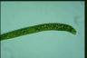 Euglena ehrenbergii