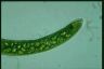 Euglena ehrenbergii