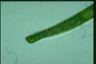 Euglena ehrenbergii