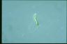 Euglena