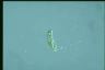 Euglena