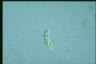 Euglena