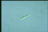 Euglena gracilis