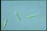 Euglena gracilis