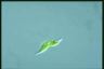 Euglena