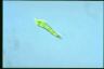 Euglena