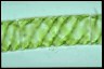 Spirogyra