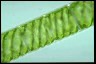 Spirogyra