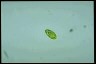 Euglena