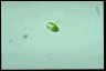 Euglena