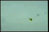 Euglena