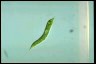 Euglena