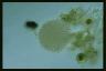 Microcystis