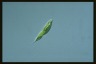 Euglena