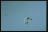 Euglena