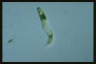 Euglena