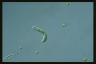 Euglena