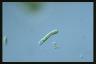 Euglena