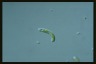 Euglena