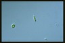 Euglena