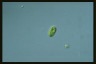 Euglena