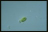 Euglena