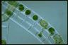 Spirogyra